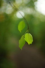 small green leaf on the tree branch in summer forest.