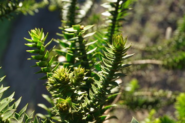 close up of plant