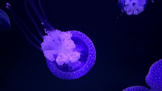 Purple glowing jellyfish/medusa swimming in the dark blue water