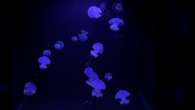 A gropu of purple glowing jellyfish/medusa swimming in the dark blue water