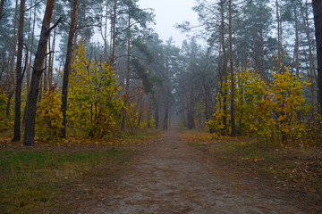 View of the road between the trees in the pine forest.