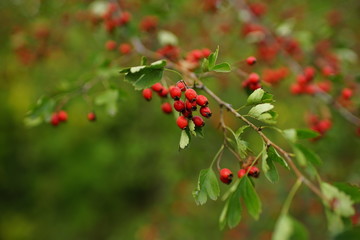 Red berries and green leaves of hawthorn