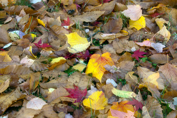 Lovely yellow autumn leaves on a pile of brown leaves