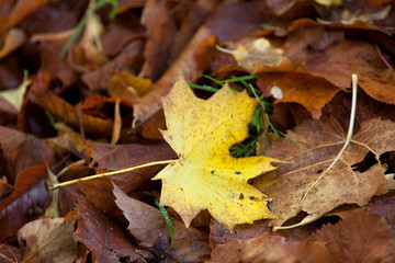 Beautiful autumn leaves in a park