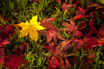 Gorgeous autumn leaves under a tree