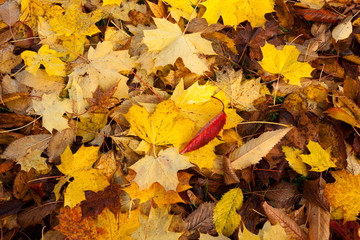 The ground is covere with beautiful autumn leaves