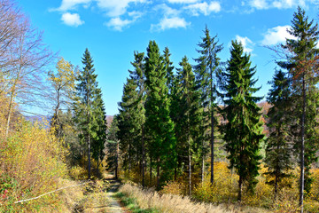 Fototapeta na wymiar Autumn forest scenery with footpath of fall leaves & warm light illumining the gold foliage.