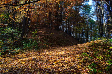 Beautiful autumn forest in yellow and gold tones