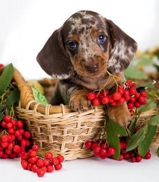 vitamins for dachshund puppies