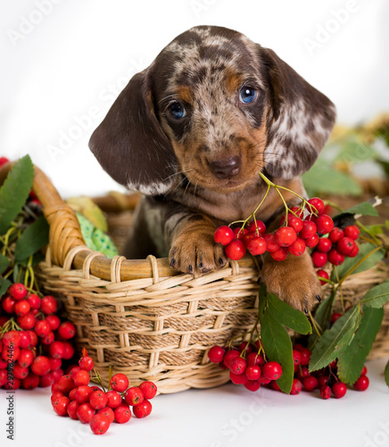 dapple colored dachshund