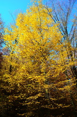 Beautiful autumn forest in yellow and gold tones
