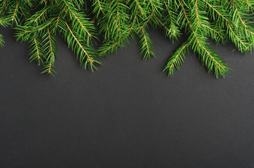 Green pine, fir-tree branches close up backdrop. Botanical texture. Winter holidays coniferous decoration. Christmas tree twigs on black background. Evergreen conifer. Woodland botany, forest flora
