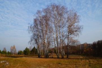 Obraz premium Gold autumn forest