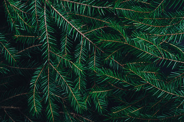 Naklejka na ściany i meble Green pine, fir-tree branches close up backdrop. Botanical texture. Winter holidays coniferous decoration. Christmas tree twigs background. Evergreen conifer. Woodland botany, forest flora