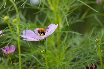 コスモス　牧の原公園　千葉県印西市　日本