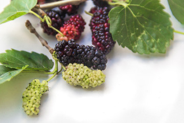 detail of blackberries green and ripe fruits and leaves