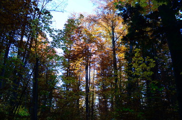 Beautiful autumn forest in yellow and gold tones