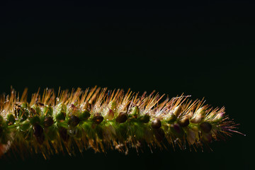 Closeup of wild grass with seeds and hair in front of dark background with free space