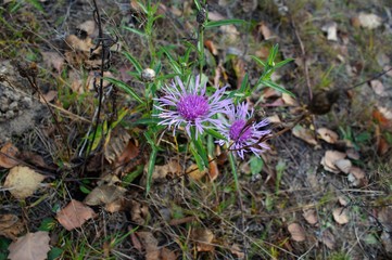 Gold autumn forest and flowers