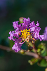 Outdoor blooming purple crape myrtle macro close-up，Lagerstroemia indica