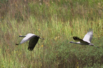 Demoiselle Cranes