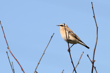 Female Wheatear