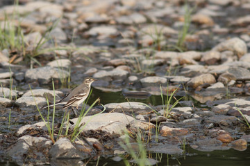 Field pipit