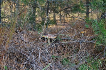 Gold autumn forest and mushroom