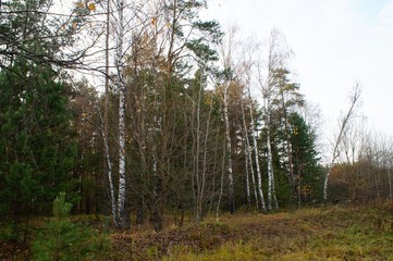 Gold autumn forest