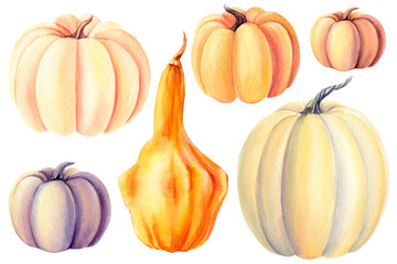 autumn illustration, pumpkin on an isolated white background, watercolor drawing