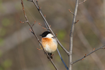 Stonechat