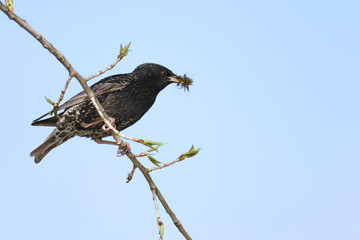 Starling