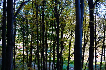 Beautiful autumn forest in yellow and gold tones