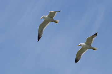 Two seagulls