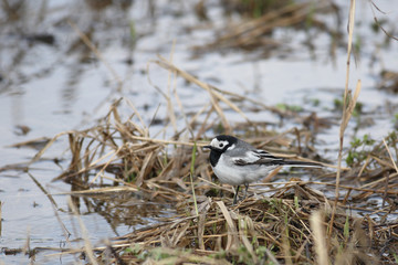 Wagtail