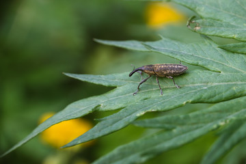 Weevil beetle