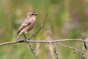 Whinchat