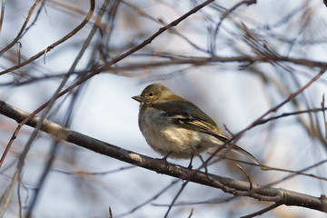 Yellowhammer