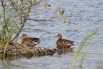 Wild mallard