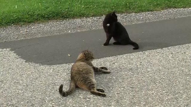 Der grau getigerte Kater und die schwarze Katze mit wei&szlig;em Brustfleck blockieren die Stra&szlig;e