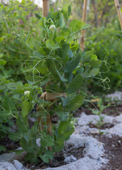 Fresh flowering pea plants in the organic garden