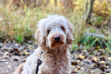 An adorable fluffy white labradoodle dog in fall landscape