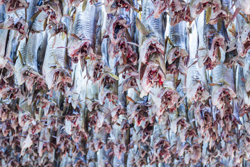 Stockfish on Lofoten islands