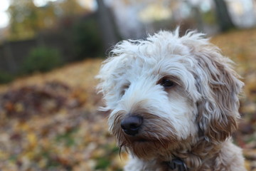 An adorable fluffy white labradoodle dog in fall landscape