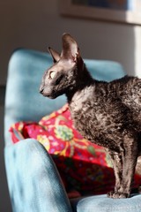 A brown Cornish Rex Cat with amber eyes