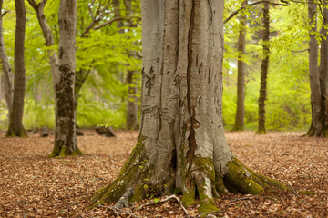 Obraz premium Spring colours has clothed the forest in a new dress