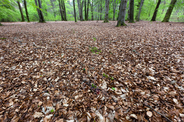 The clear signs of autumn and spring in a forest