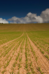 Fototapeta na wymiar A ploughed field with the green signs of a crop