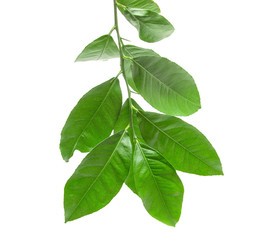 green lemon leaves on a white background