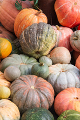 different ripe pumpkins as background